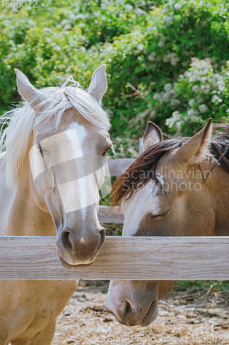 Image of Portrait of Horse