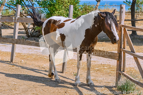 Image of Horse in the paddock