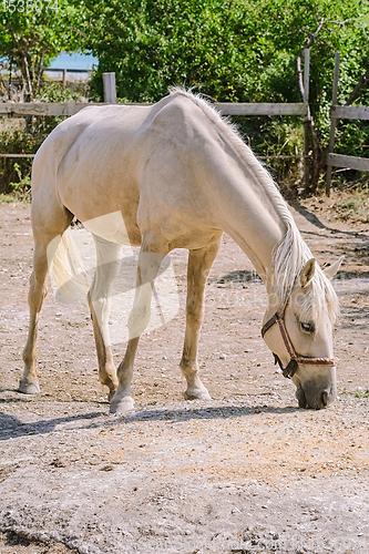 Image of Horse in the paddock