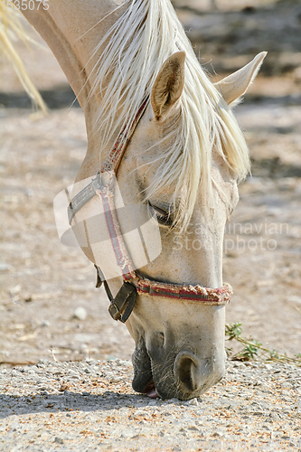 Image of Portrait of Horse