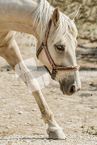 Image of Portrait of Horse