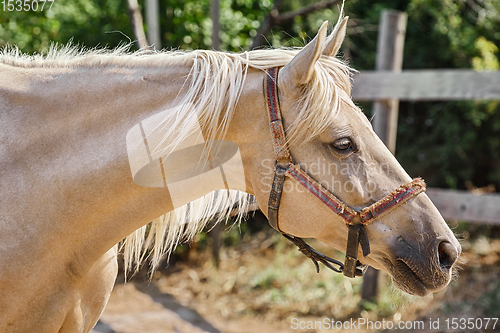 Image of Portrait of Horse