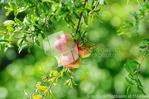 Image of Mature Pomegranate Fruits