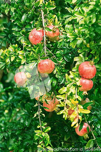 Image of Mature Pomegranate Fruits