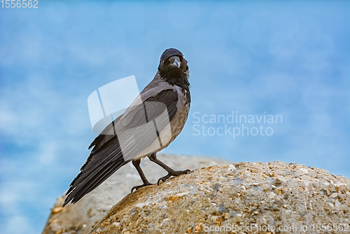 Image of Crow on the Stone