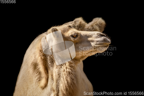 Image of Portrait of Camel