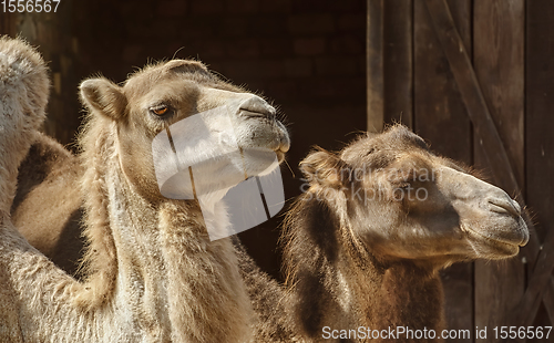 Image of Portrait of Camel