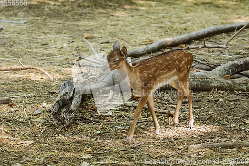 Image of Fawn in the forest
