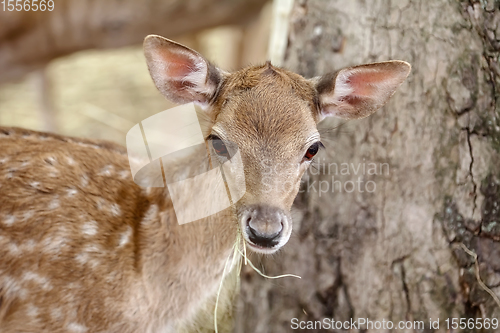 Image of Portrait of a Fawn