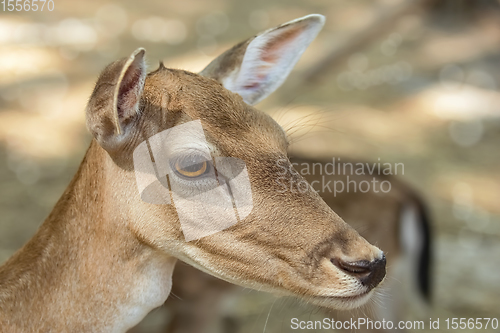 Image of Portrait of a Fawn