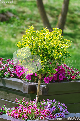 Image of Small tree in Flower pot