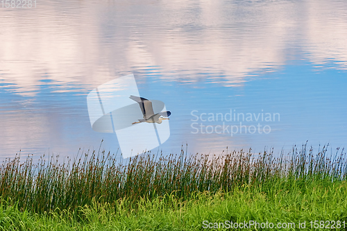 Image of Grey heron over the river