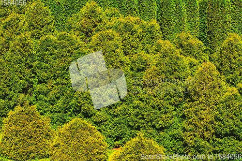 Image of Thuja forest background