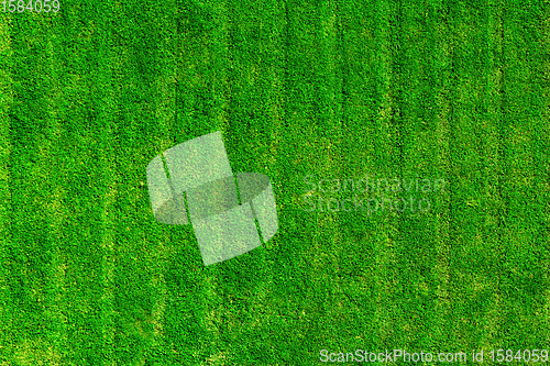 Image of Green grass field background