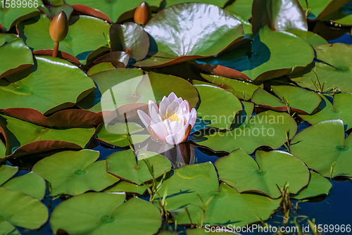 Image of Floating lily pads 