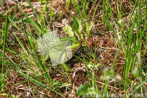 Image of Frog in the grass