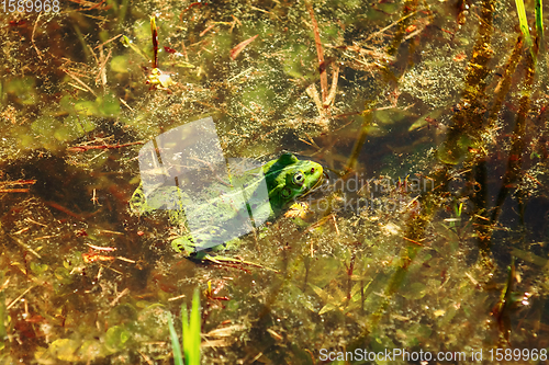 Image of Frog in the pond