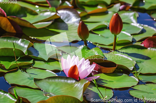 Image of Floating lily pads 