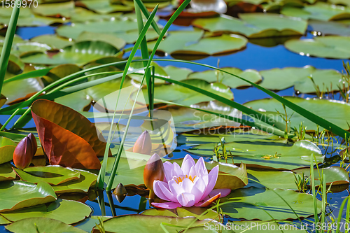 Image of Floating lily pads 