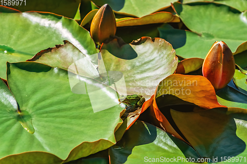 Image of Frog on the floating lily pads 