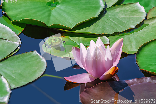 Image of Frog and lily flower