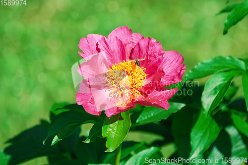 Image of Flower of Peony