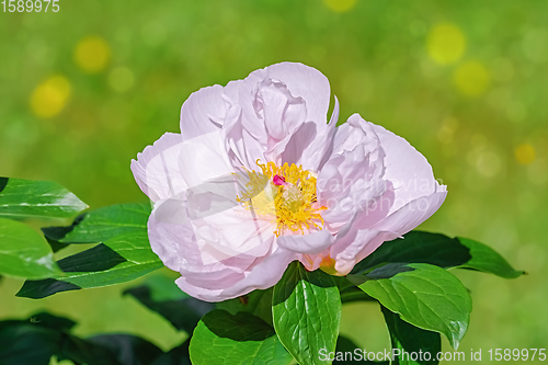 Image of Flower of Peony