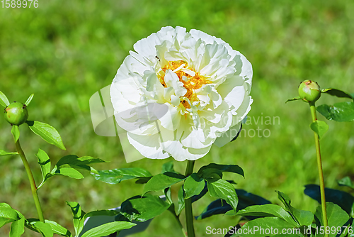 Image of Flower of Peony