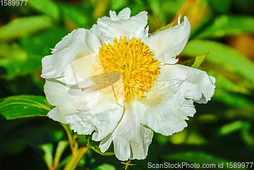 Image of Flower of Peony