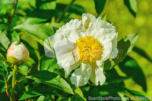 Image of Flower of Peony