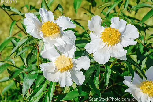 Image of Flowers of Peony