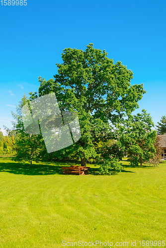 Image of Big oak on the lawn