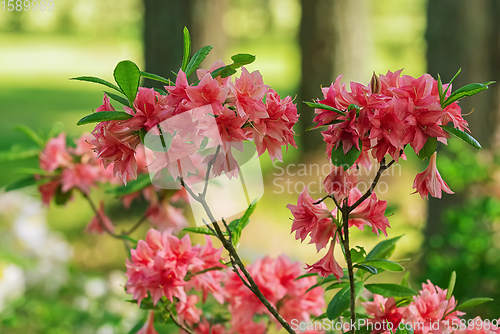 Image of Rhododendron flowers in the forest