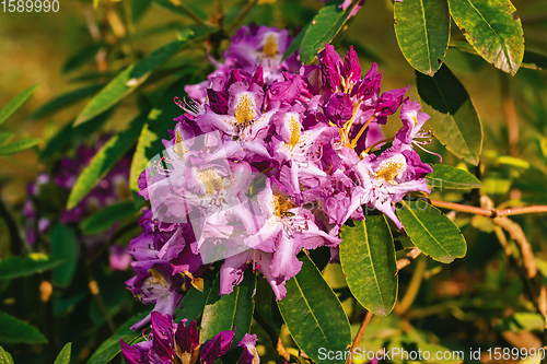 Image of Rhododendron flowers in the forest