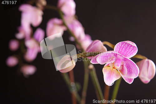 Image of Moth Orchid (Phalaenopsis orchidaceae)