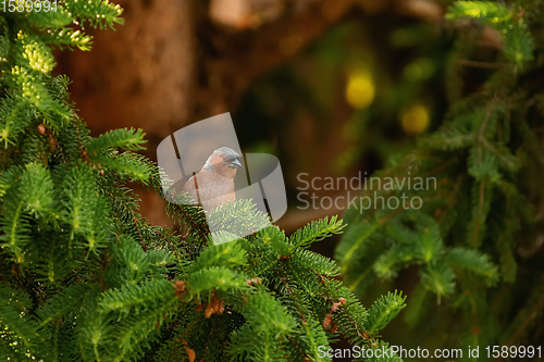 Image of Common chaffinch on the spruce branch