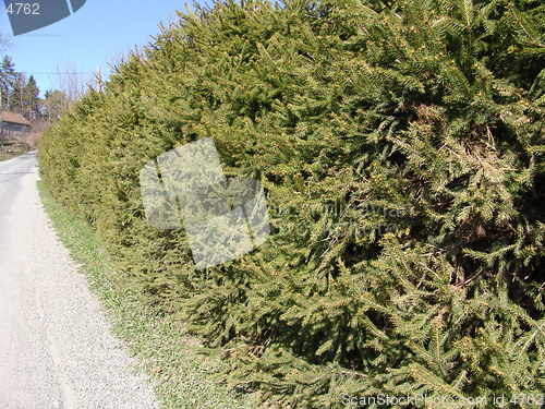 Image of Green wall