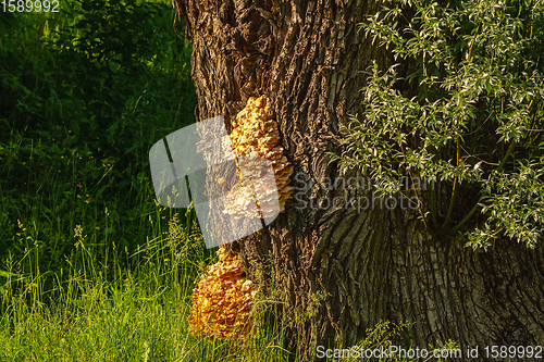 Image of Sulphur shelf fungus