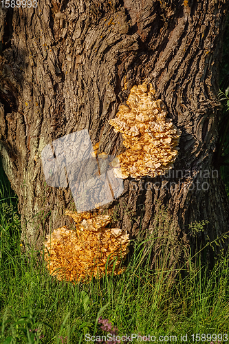 Image of Sulphur shelf fungus