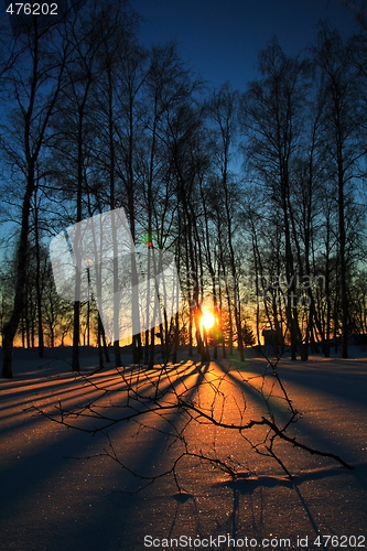 Image of Sunset through leafless trees in winter