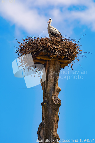 Image of Stork in the nest