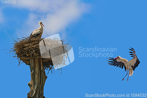 Image of White stork in the sky