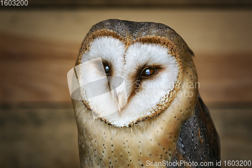 Image of Common barn owl (Tyto alba)