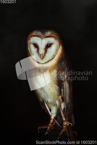 Image of Common barn owl (Tyto alba)