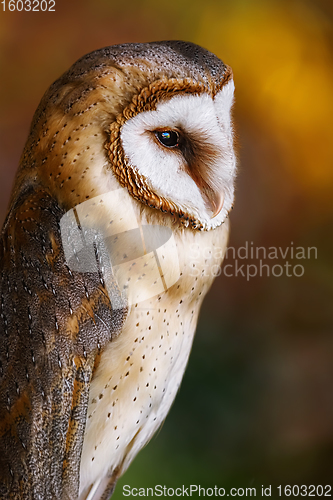 Image of Common barn owl (Tyto alba)