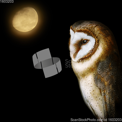 Image of Common barn owl (Tyto alba)