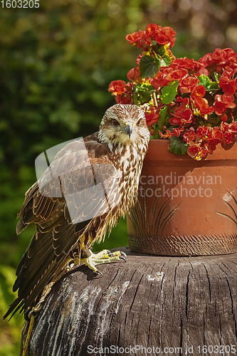 Image of Saker falcon (Falco cherrug)