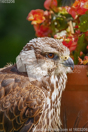 Image of Saker falcon (Falco cherrug)