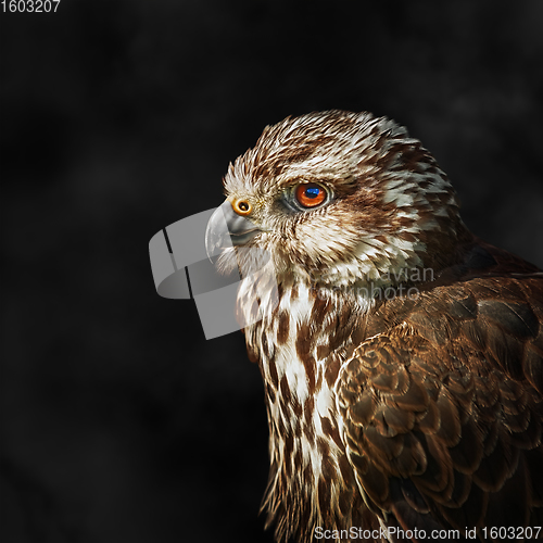 Image of Saker falcon (Falco cherrug)