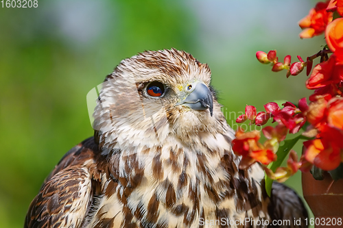 Image of Saker falcon (Falco cherrug)